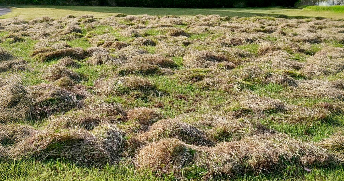 Thatching Lawn Service