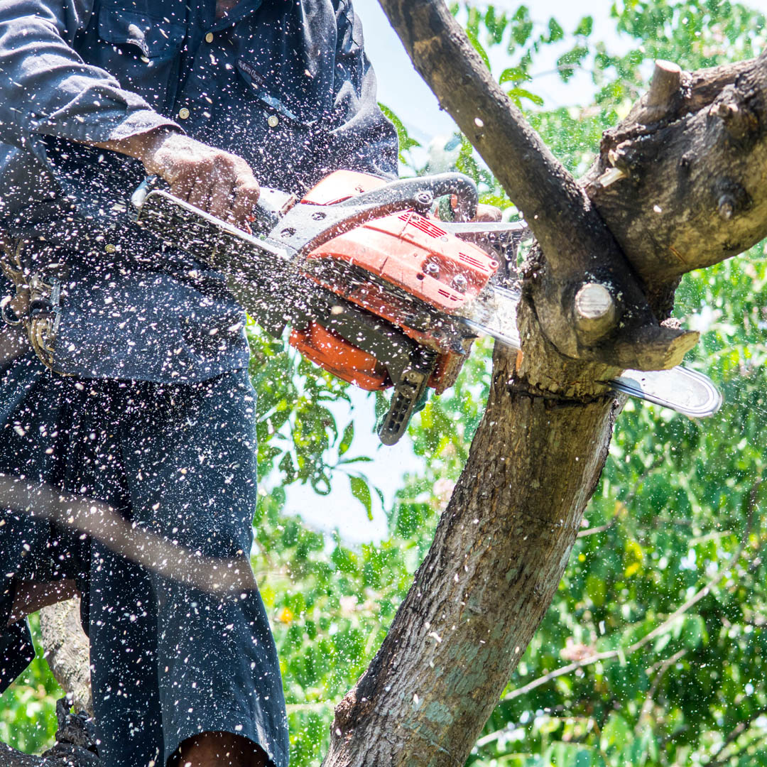 Tree Trimming, Cutting Branch, Tree Maintenance