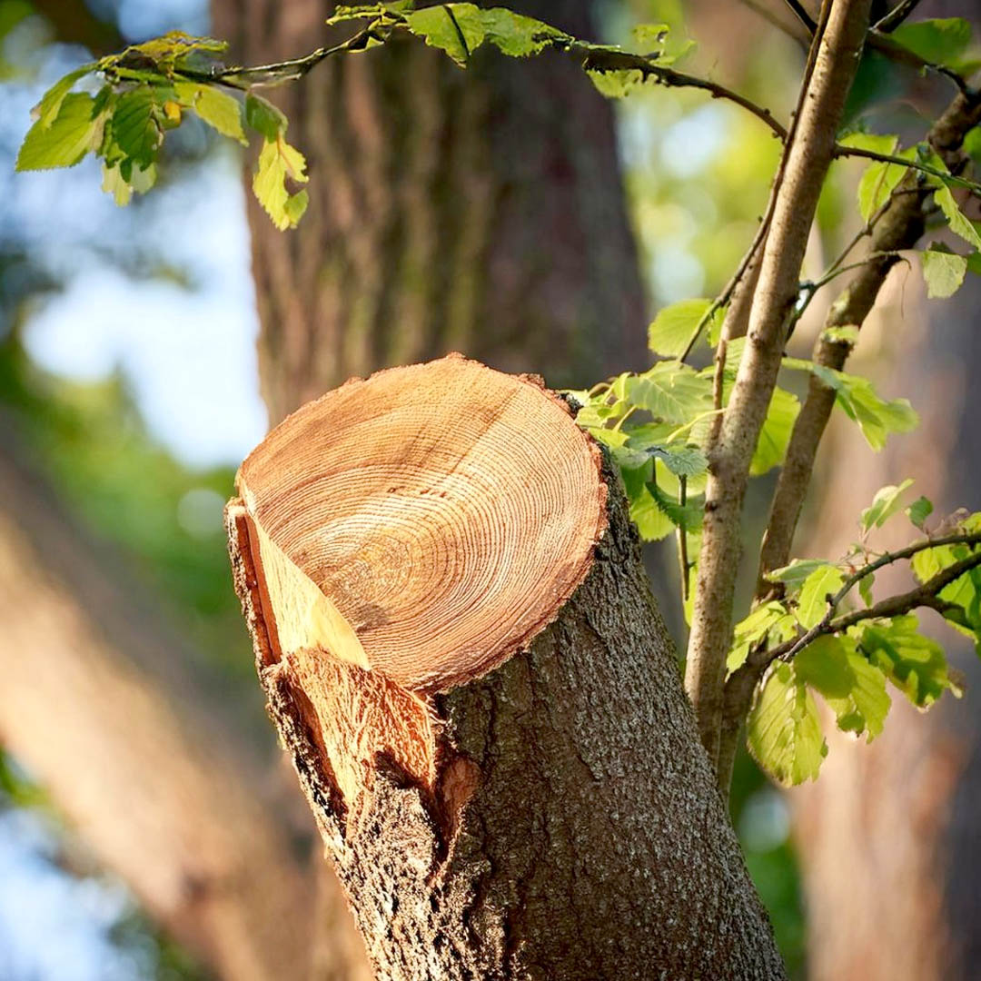 Tree Trimming Service in Richland Washington