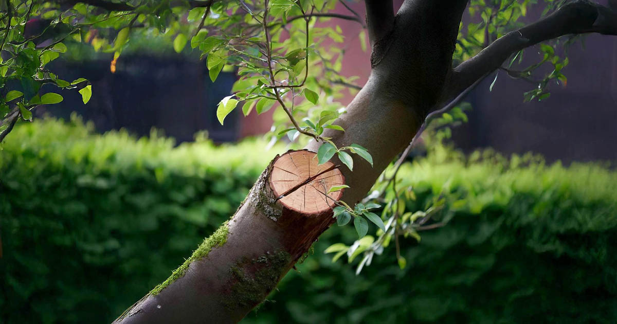 Tree Trimming Services in Richland Washington