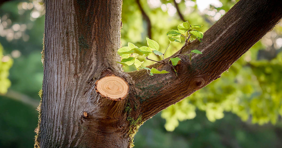 Tree Trimming in West Richland WA